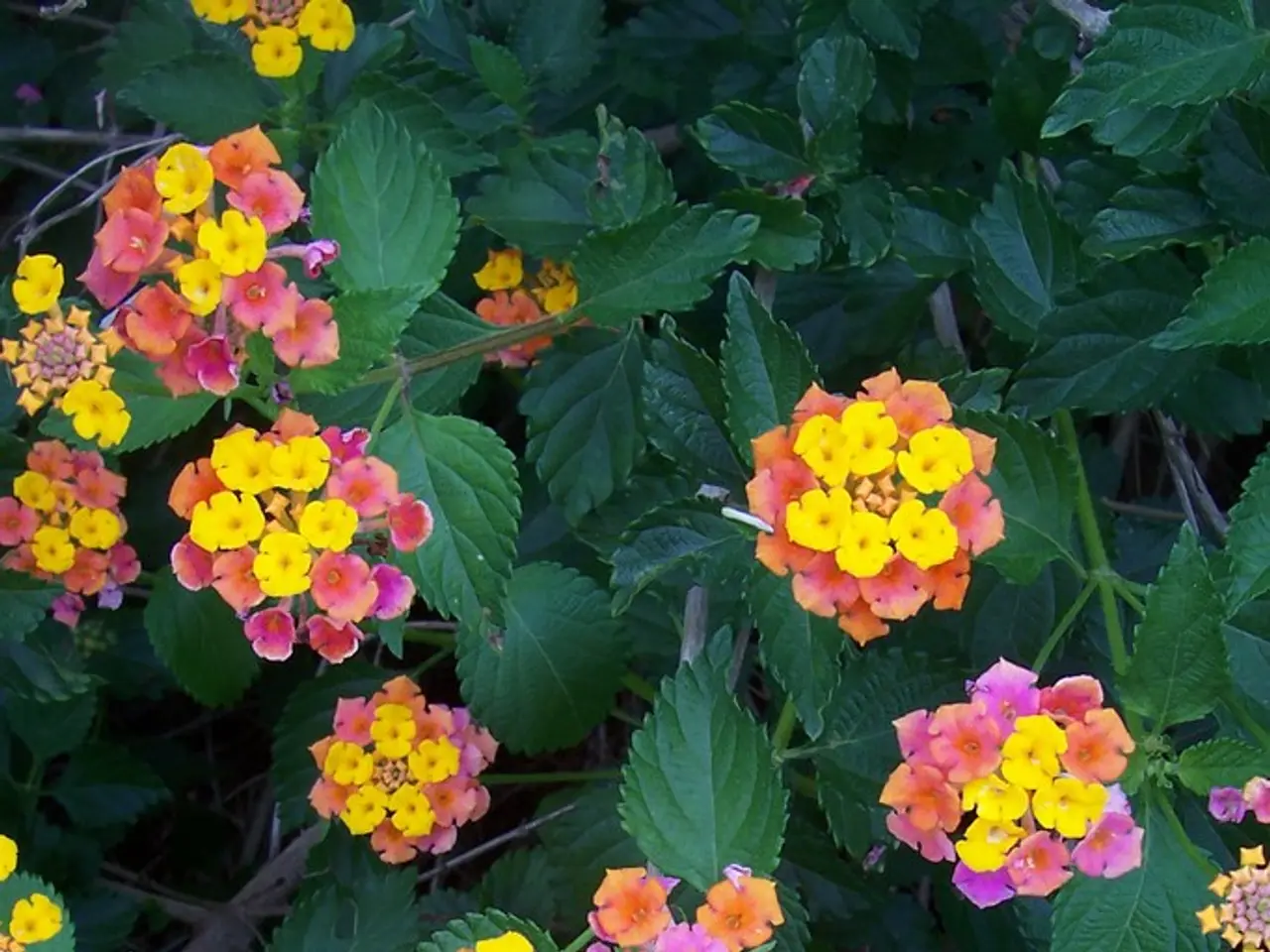 Top 8 Resilient Plants Ideal for Porches, Known for Their Survivability
