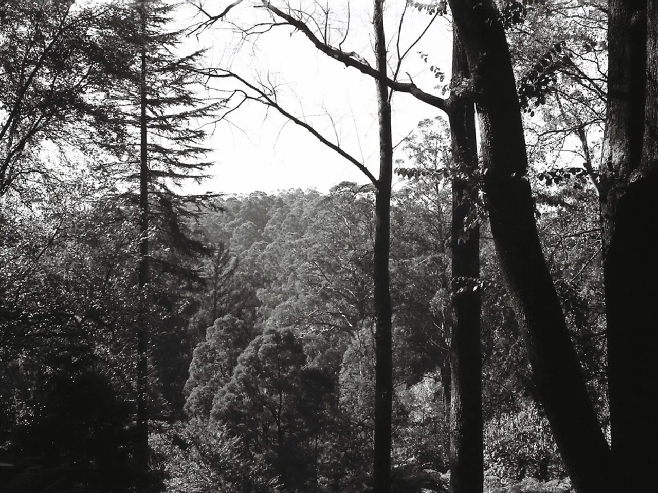 User's tree in question