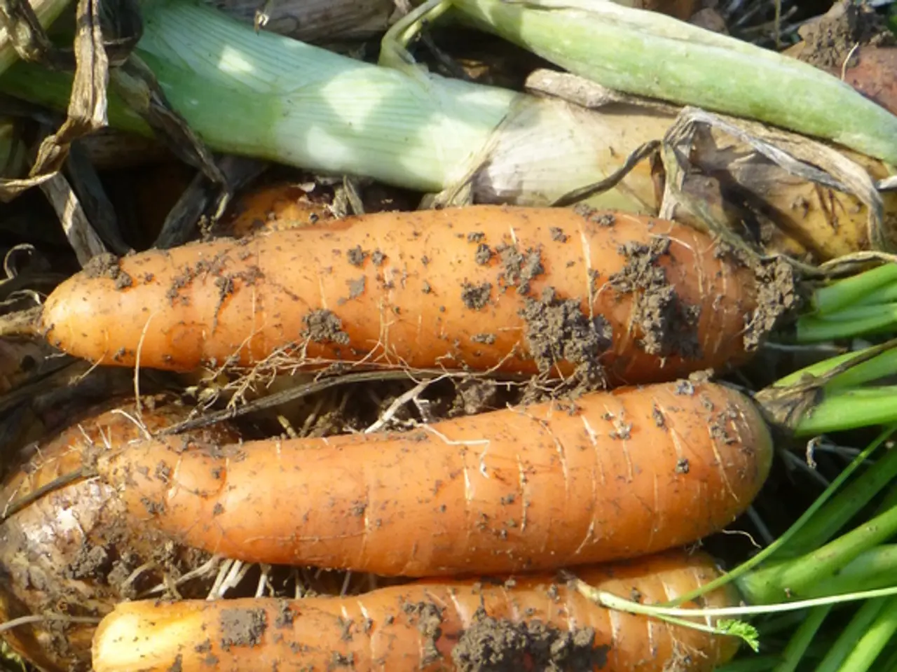 Farmers' Success: High-Quality, High-Yield Carrot Seeds Promise Maximum Benefits