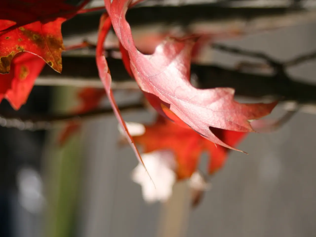 Creative Crafting with Maple Seeds for Children