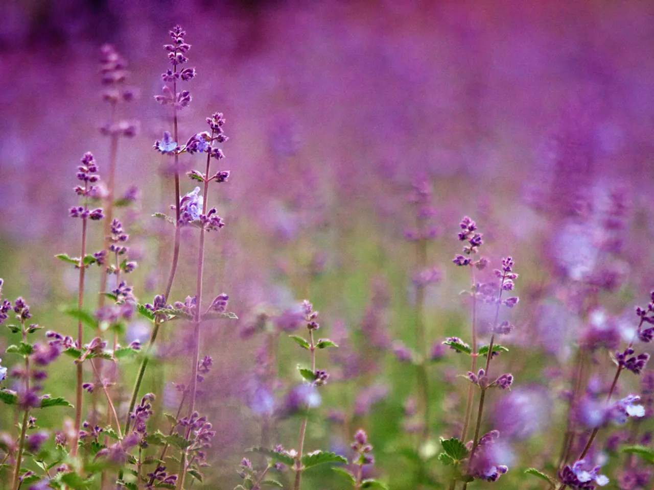 Cultivate 5 Varieties of Lavender for Stunning Scent and Attractive Blossoms