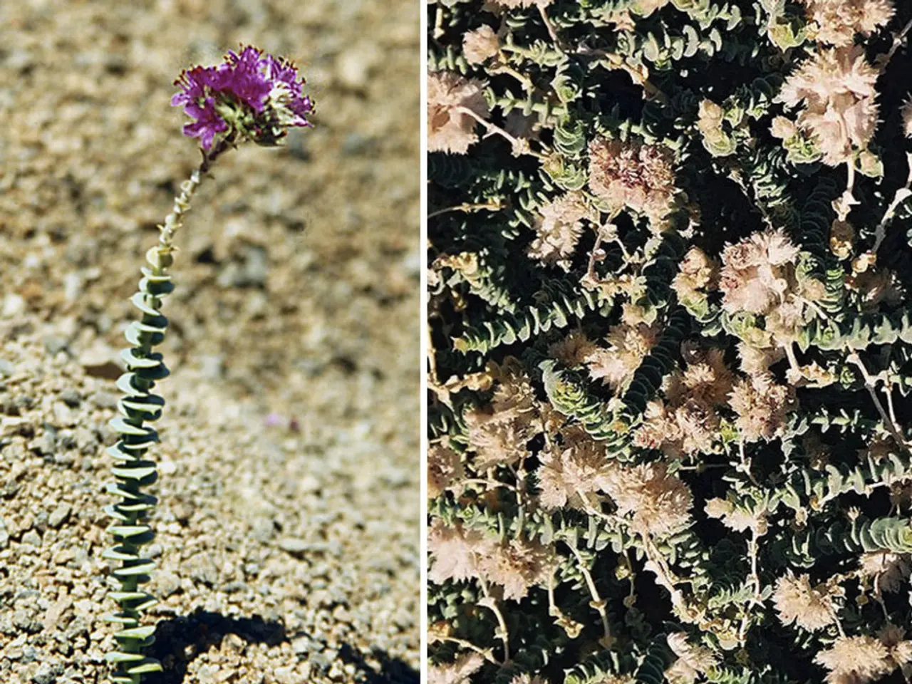 Nine Distinct Orchid Varieties Explored