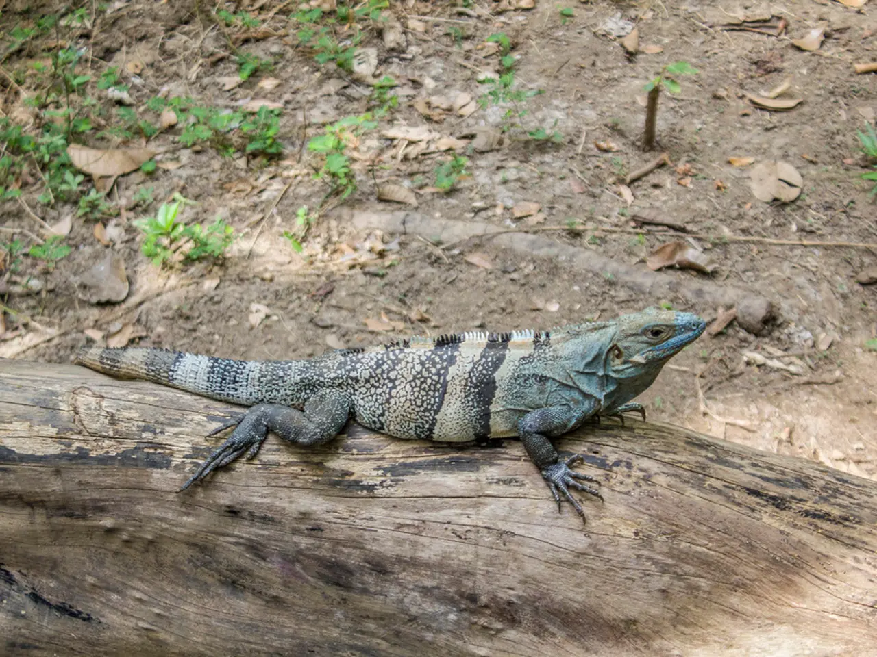 Comprehensive Guide to Cork Bark (Including Bioactive and Hardscape)