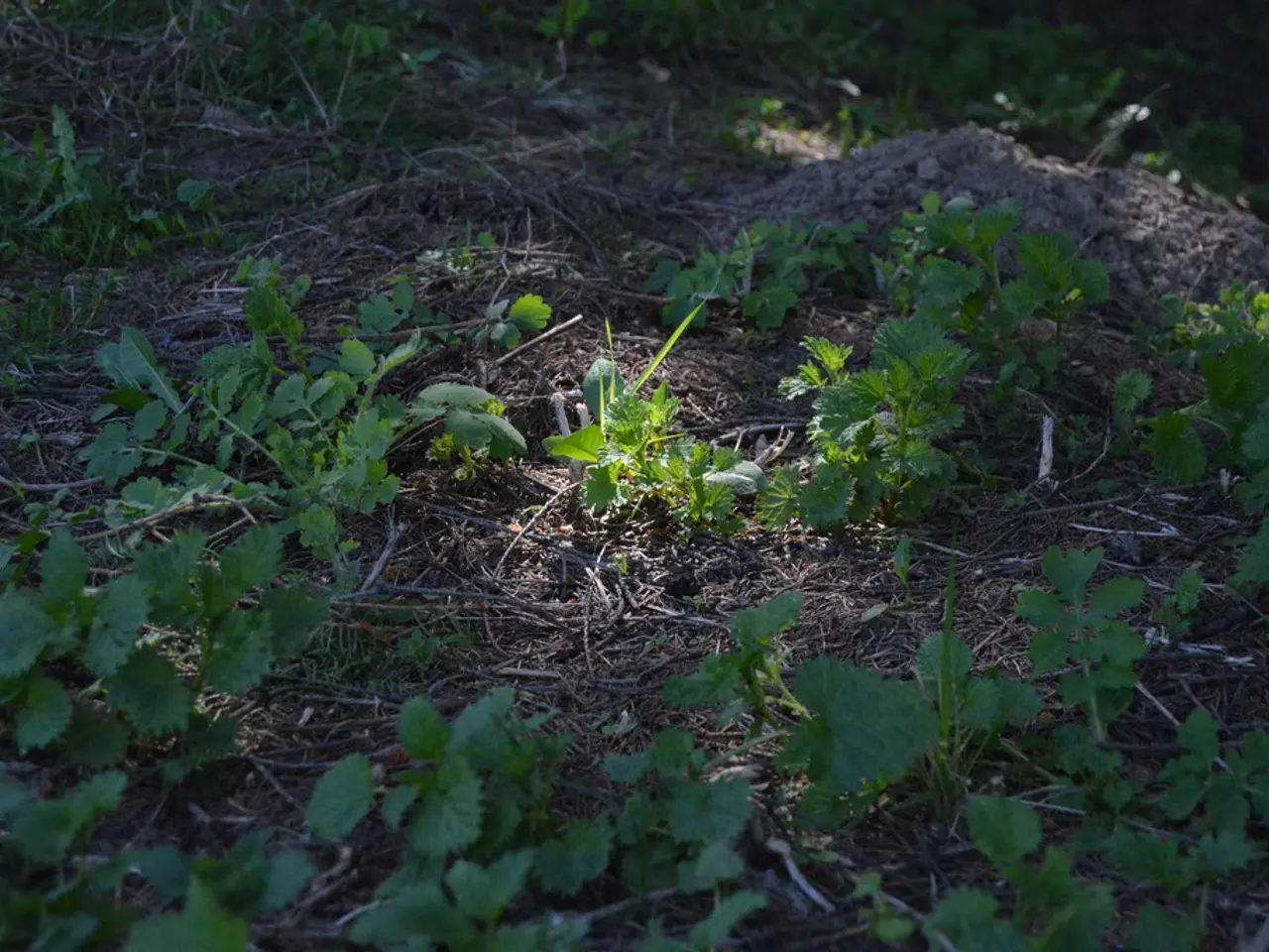 Japanese maple tree leaves transforming to green color is a common occurrence, and it's relatively...