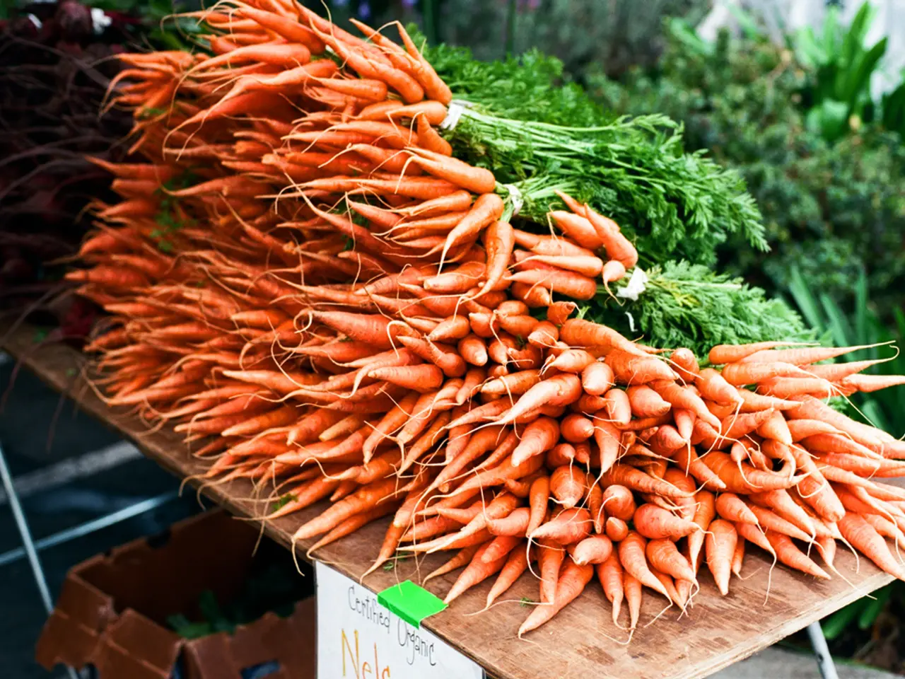 Harvesting carrots traditionally happens in the fall, but it's being carried out during...