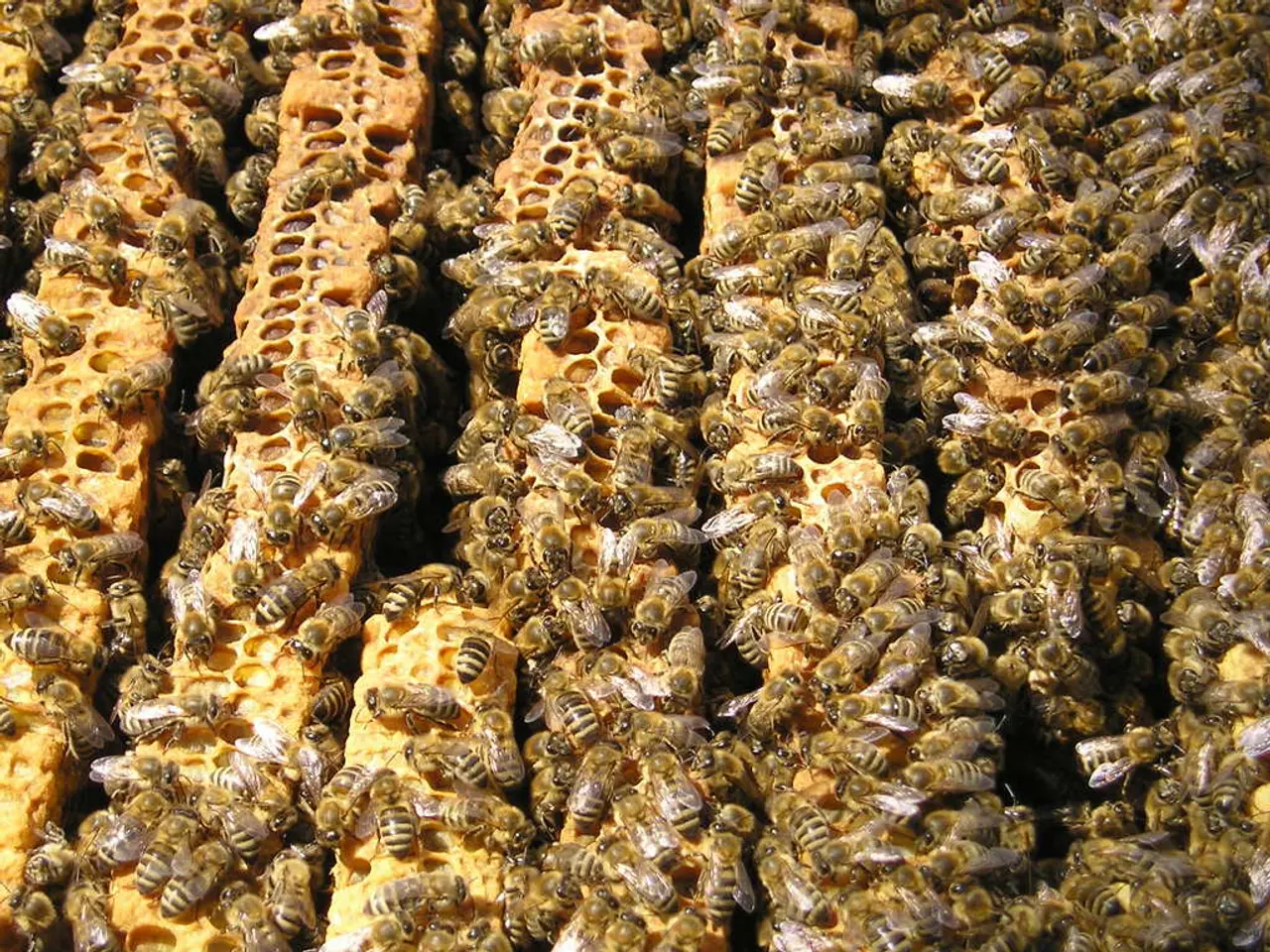 Mason Bees: Comprehensive Guide for Every Green-Thumbed Hobbyist