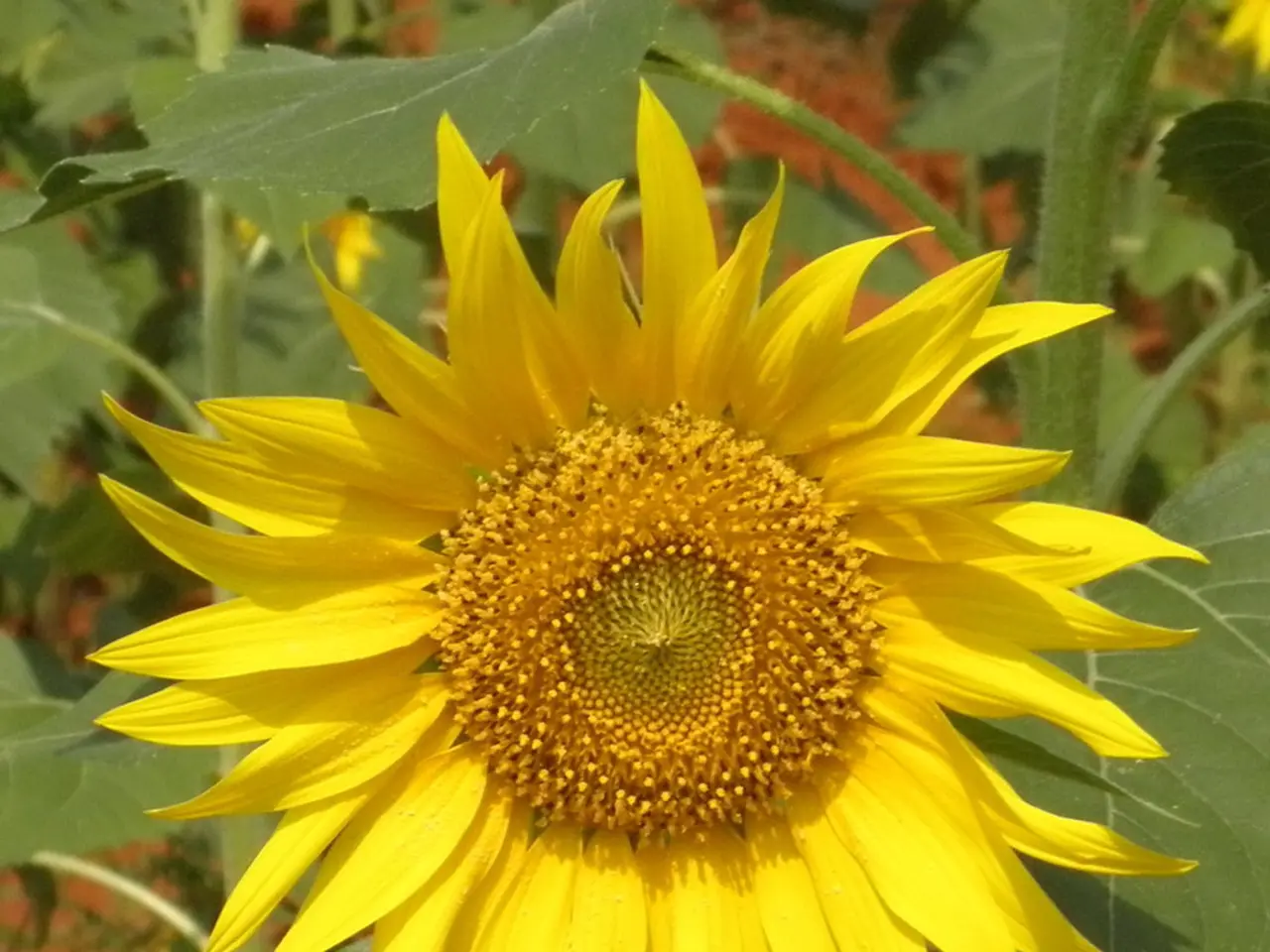 Sunflower reaching record height blossoms in an Indiana garden, honoring Ukraine