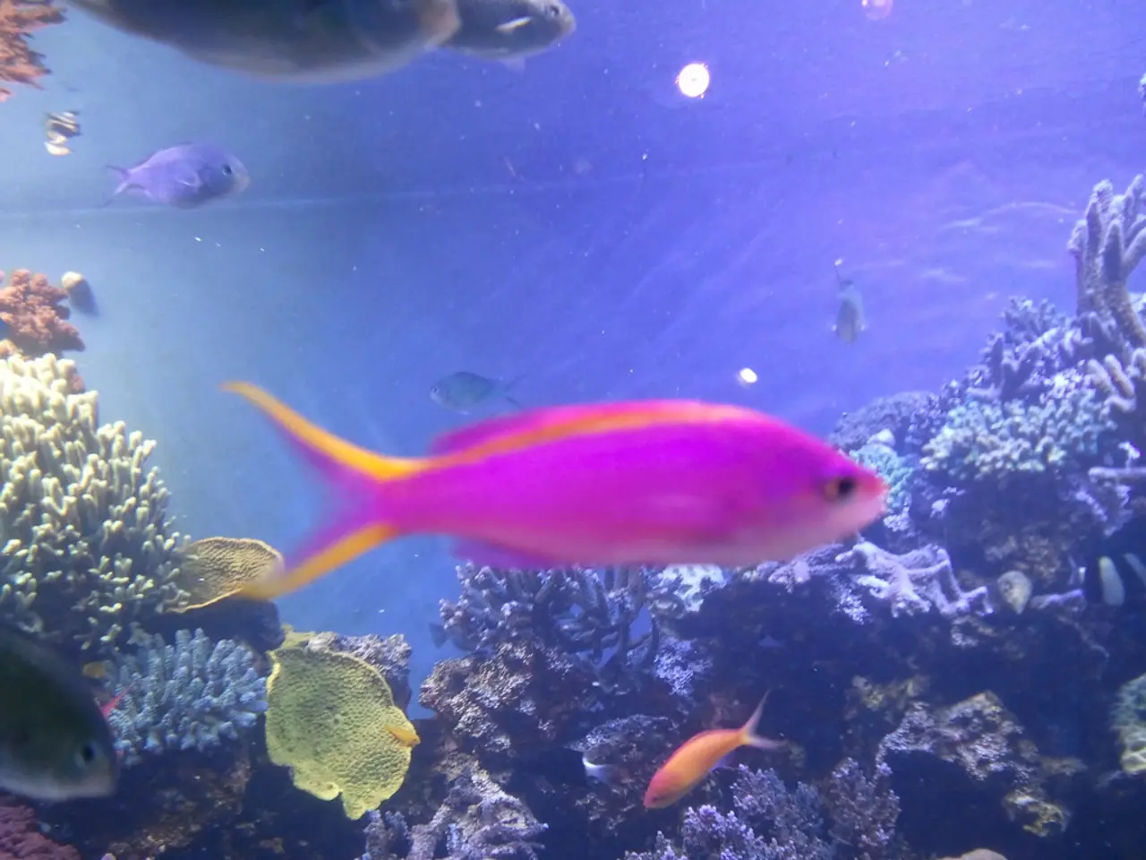 Reef Tank Outcome Summary in Episode 13: Winners, Losses, and Errors in 7 Aquariums | 52 Second...