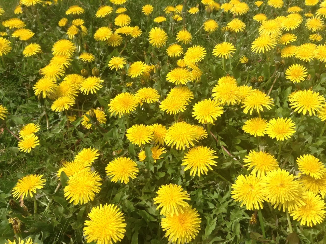Top 10 Yellow Flowers Thriving in Shaded Areas You'll Be Smitten By