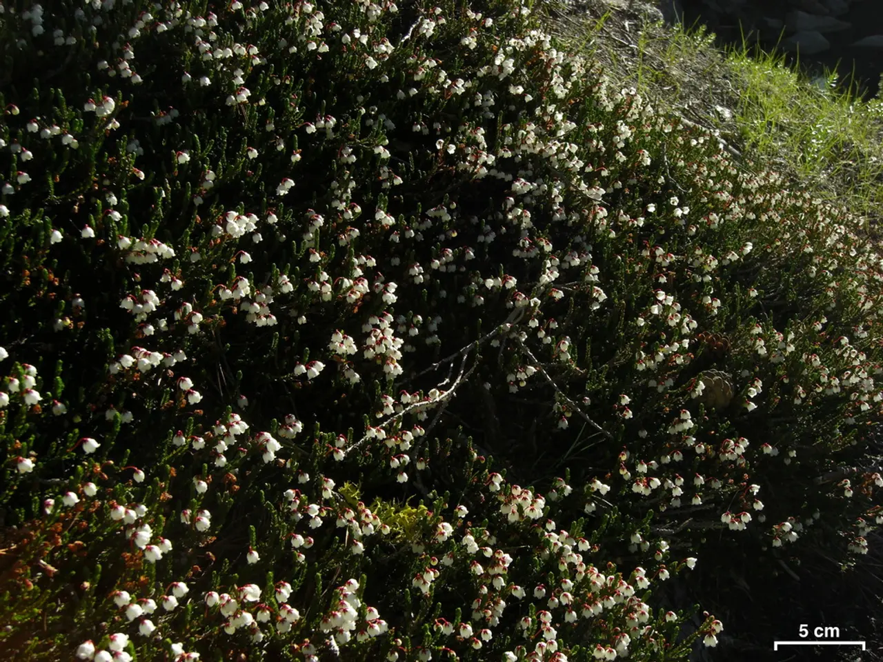 City council's gardening division extends an invitation to attend the "Green Hour" event in...