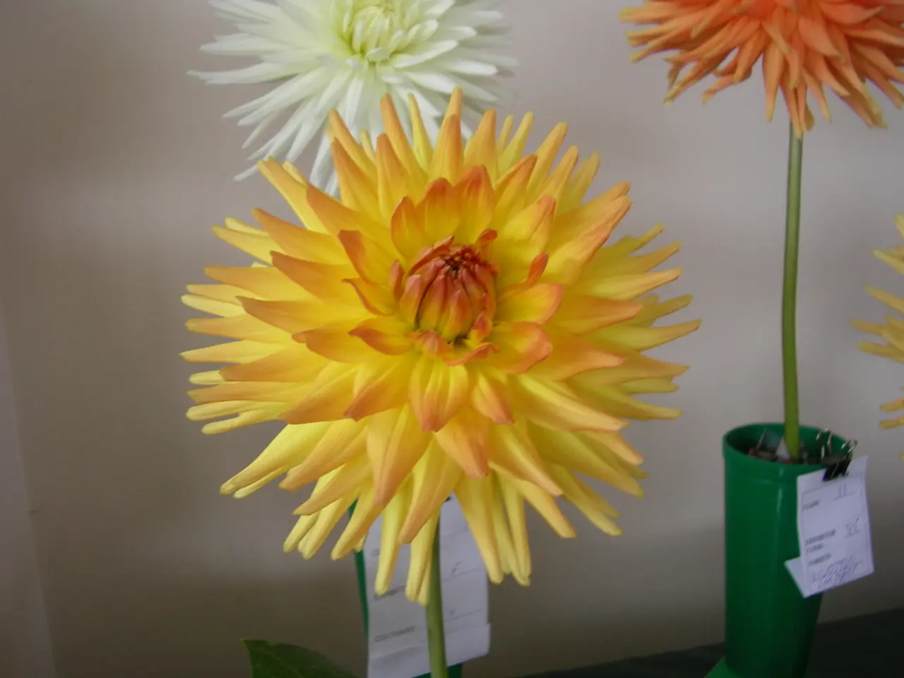 In this image there are flower pots on the table with some labels.