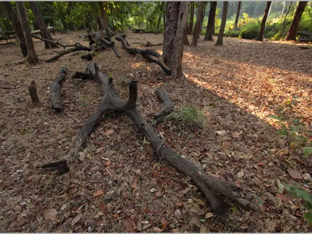 Unveiling 16 Undercover Aspects of Mulching Every Green Thumb Ought to Realize