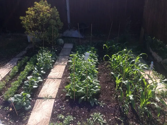 Mastering the Art of Sowing Seeds: Initiate Your Prized Garden from the Ground Up