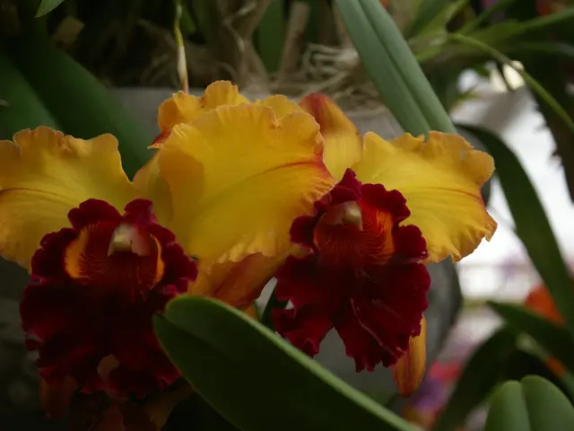 Top Shelf Shade-Loving Plants to Grace Your Hanging Baskets