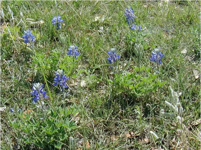 Overabundance of Weeds: Solutions for Their Spread and Management