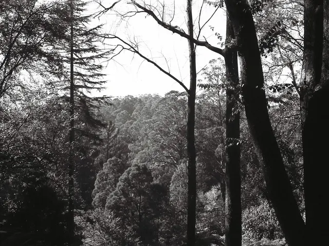 User's tree in question