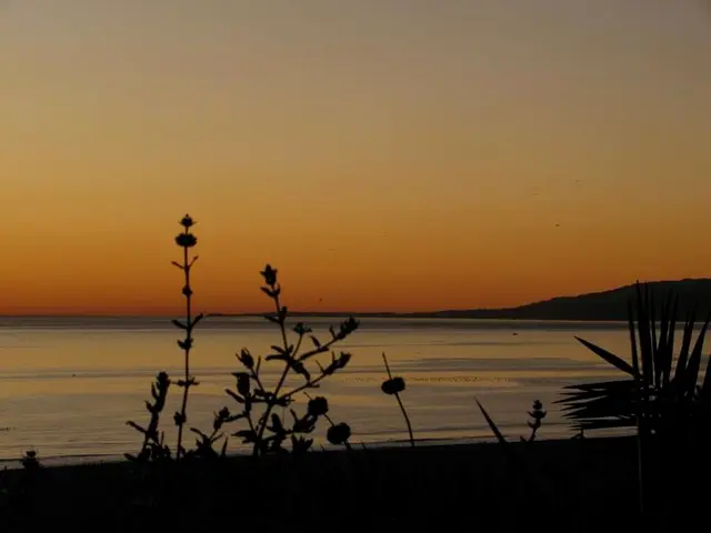 Guide to Optimal Soil for Bougainvillea: Ensuring Nutrient-Rich Conditions for Vibrant Growth