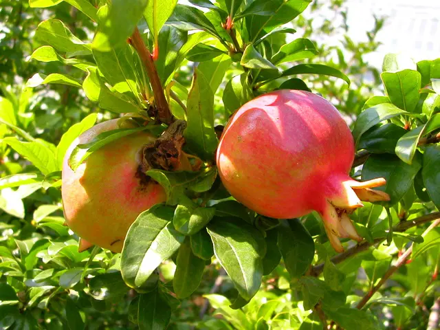 Picking Maturity and Harvesting Guidelines for Pomegranates: Helpful Tips on Timing and Methods for...