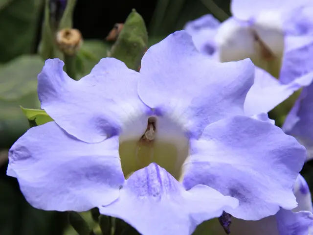 Top 10 Flowering Plants Perfect for Potted Gardens