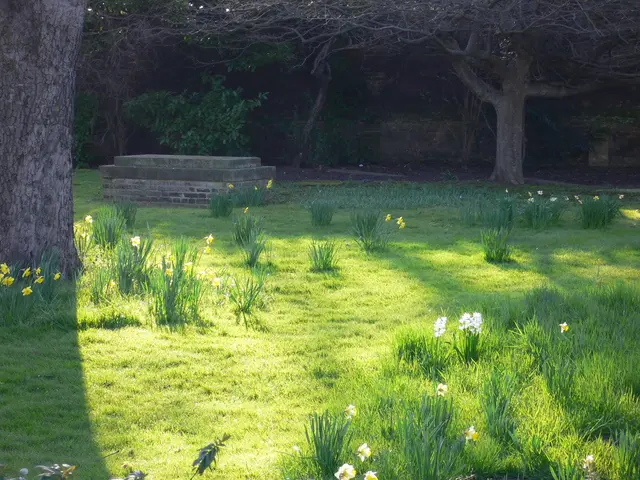 Cultivating and Landscaping Hebes: A Guide to Growing and Planting These Garden Shrubs