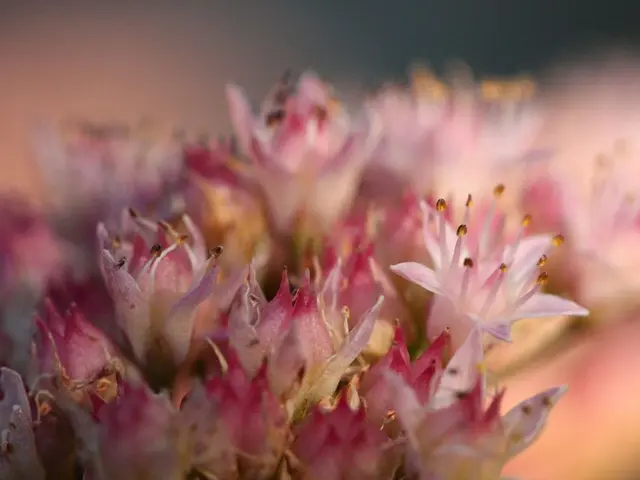 Vibrant Pink Poinsettias: 7 Varieties Offering Neon Intensity and Soft Pastel Hues for Growing at...