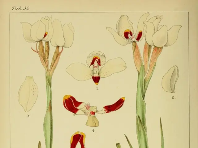 Creative Strategies for maintaining a Pest-free Garden Organically