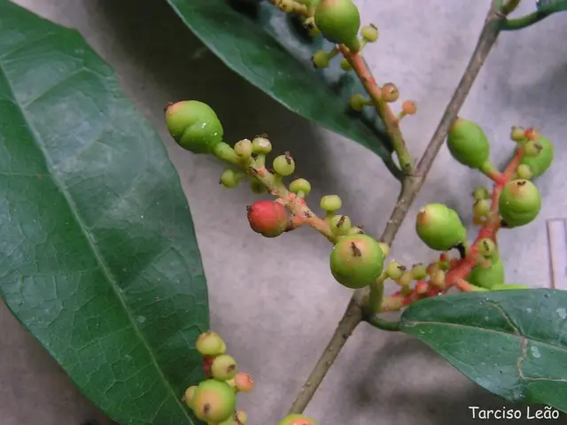 Cultivating Fig Trees: A Guide