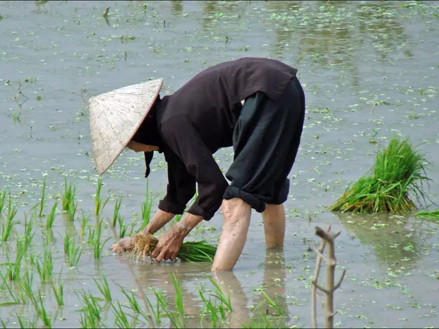 Best Times for Rye Grass Planting in South Carolina: Seasons and Guidelines
