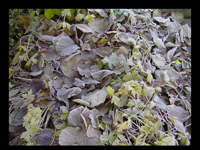 Curling Vinca Leaves: Identifying and Suggesting Remedies for Optimal Plant Growth Health and...