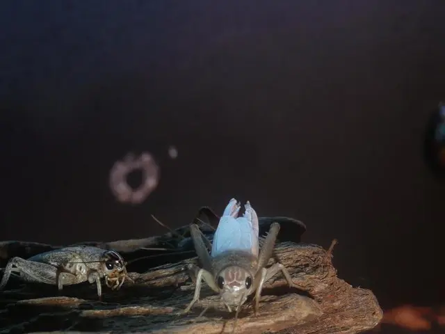 Bonsai Pest Elimination Techniques: Secure and Efficient Solutions