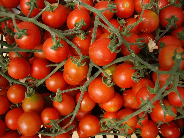 Tripled Tomato Harvest Achieved with Digital Assistant, Leaving Gardener to Relax