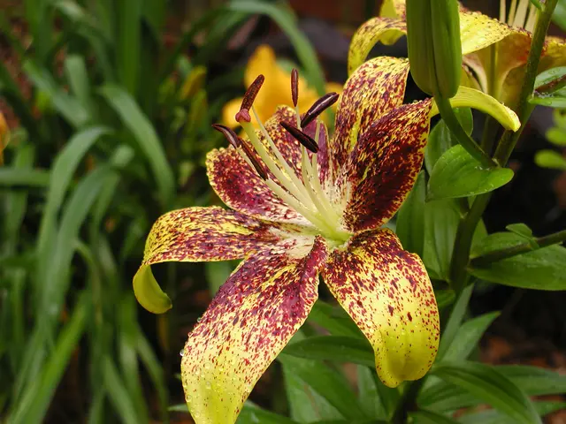 Uncovered the most captivating star jasmine structure in Italy, prompting queries about replicating...