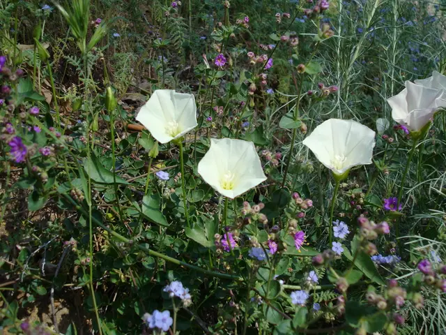 July's Must-See Gardens: Blooming Spectacles for Summer Vibrance