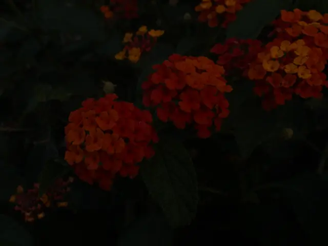 Landscapes for Consumption: Merging Culinary Plants within Decorative Gardens