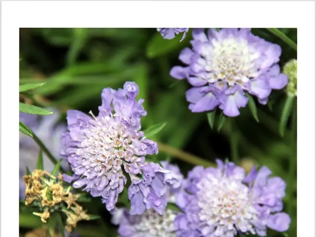 Celebration of Katja's Name: History, Significance, and Festive Aspects