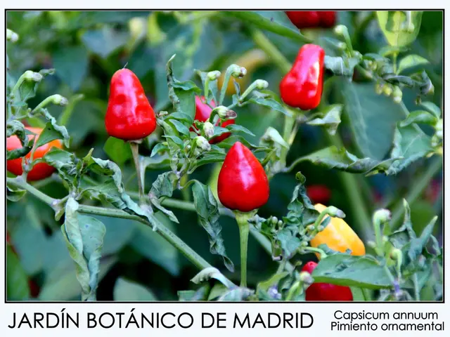 Healing Balm Made from Plantains