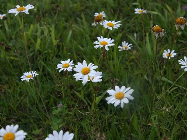 11 Ideal Accompaniments for Decorative Grasses in Your Garden