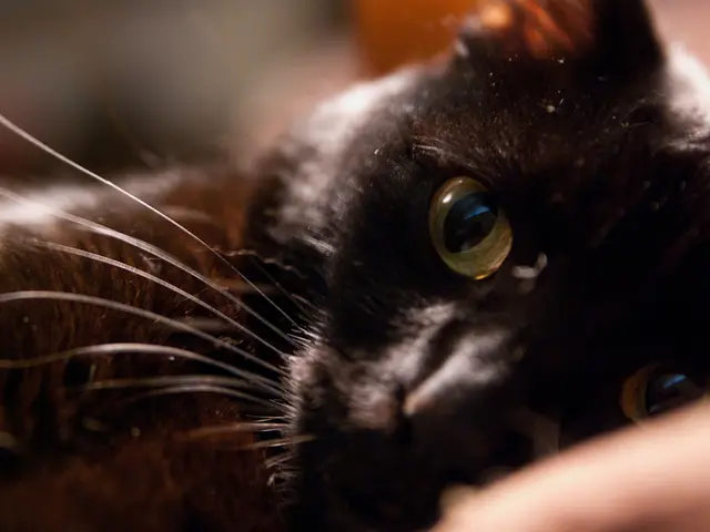 Unveiling the Ideal Black Feline Companion: Explore the Enigmatic Black Cat Species Today!