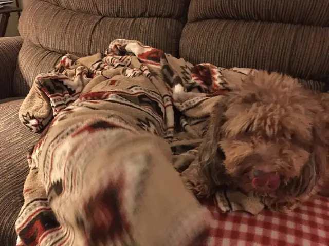 Affordable, designer-approved purchase spares reupholstering of sofa in unexpected fashion,...