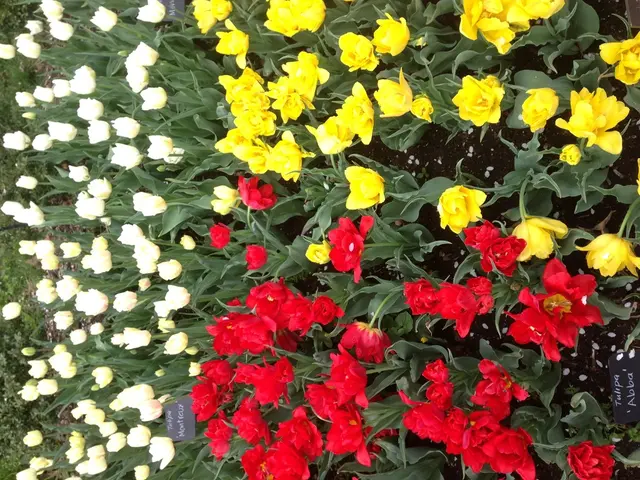 Upcoming Seeds for Purchase in 2025 - Discover the Latest Seeds to Sow in the Coming Year - Don't...