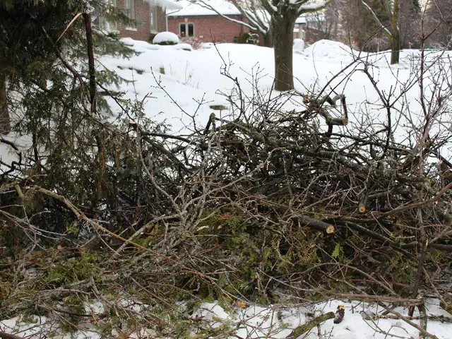 February Pruning Guidance by Frances Tophill
