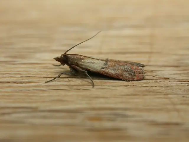 Historical Society showcases gigantic Ouija board, the largest ever created.