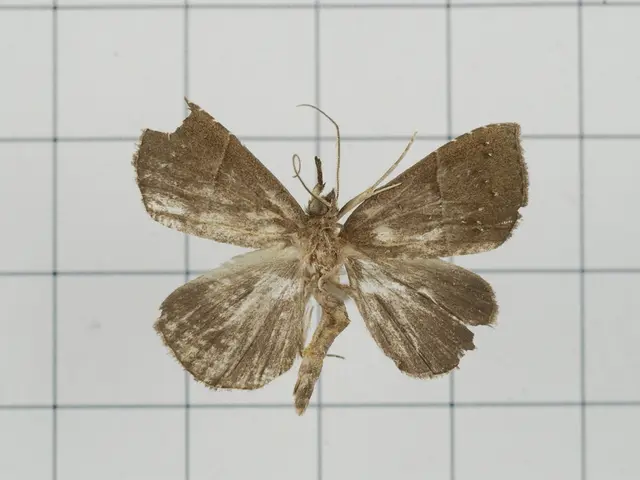 Active Pest Control Measures in St. George: Ensuring Houses Remain Wildlife-Free