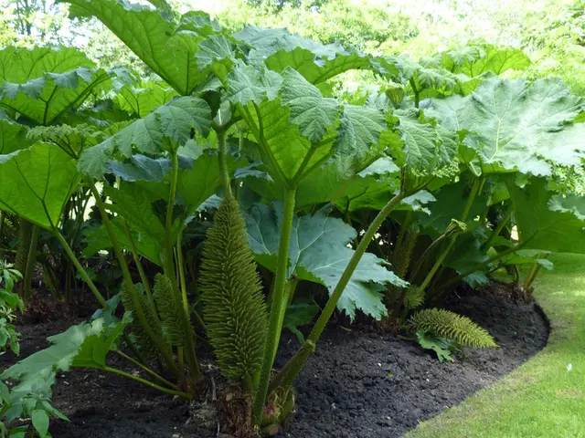 Understanding the Distinct Qualities of Planting Soil and Topsoil: A Breakdown of Their Unique...