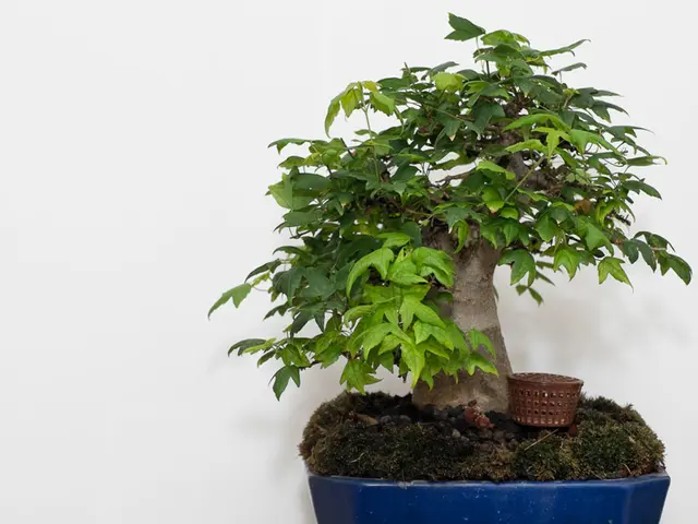 Mariana Pine Bonsai Cultivation Tips