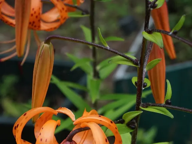 Essential Blossoms for Your Vibrant Flower Bed Collection