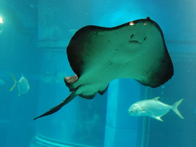 Thirty-two optimal fish varieties ideal for novice aquarists