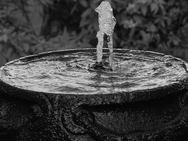 Houseplant Relief: Unveil a DIY 'Fountain' Strategy to Combat Summer Heat and Low Humidity