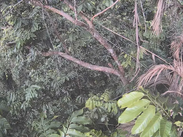 Essential Guide to Date Palm Cultivation: Necessities for Planting and Nurturing Date Palms