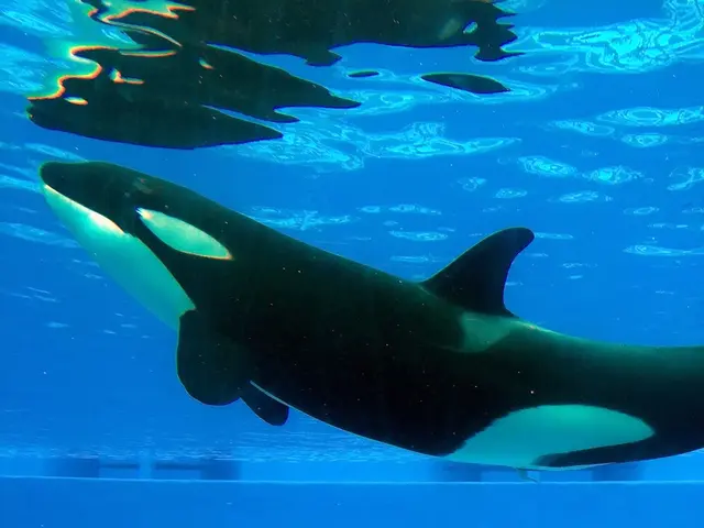 Sea Ottomans are providing humans with edible presents -hampering an explanation?